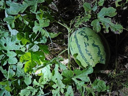 没瓜吃图,“没瓜吃”图背后的社会现象解析