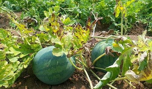 东北真瓜怎么吃,解锁美味新体验