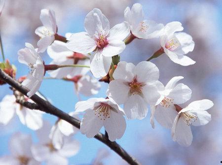 樱花吃瓜群5,揭秘网络社交圈的趣味与争议