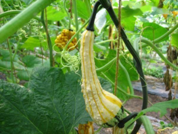 樱花吃瓜群5,揭秘网络社交圈的趣味与争议