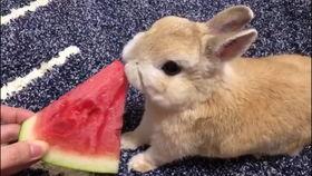 兔子吃瓜视频搞笑,萌兔吃瓜笑翻天