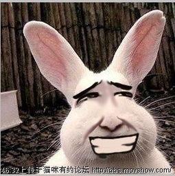 兔子吃瓜视频搞笑,萌兔吃瓜笑翻天