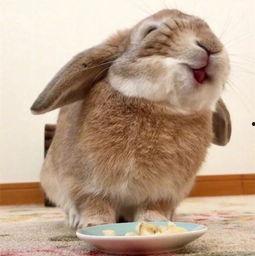 兔子吃瓜视频搞笑,萌兔吃瓜笑翻天