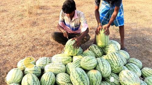 老李下播吃瓜,揭秘他的“吃瓜”时刻