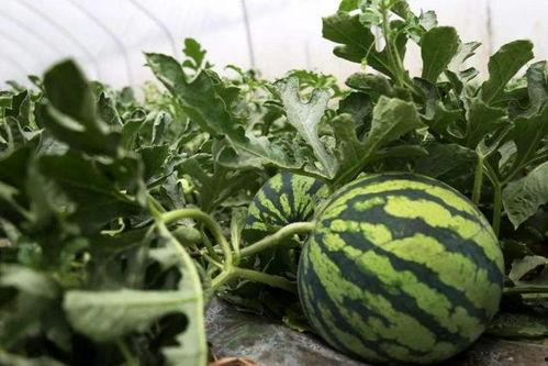 殊宫吃瓜,宫廷瓜田里的权谋风云