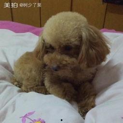 故作矜持吃瓜,揭秘娱乐圈的“假面”生活