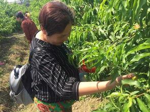 白鹿吃瓜现场图片