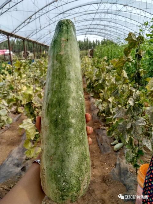 奇葩楼梯带你吃瓜,带你穿越美食瓜界，解锁味蕾新体验