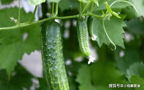 大家都是在哪吃瓜,揭秘大家都在哪吃瓜的趣味现象