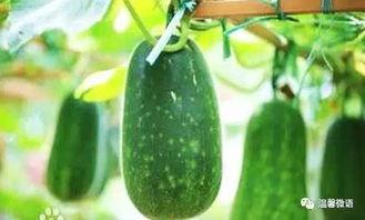 大家都是在哪吃瓜,揭秘大家都在哪吃瓜的趣味现象