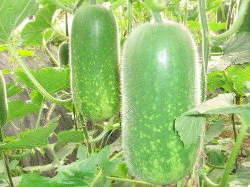 千月吃瓜后续,揭秘娱乐圈背后的秘密与真相