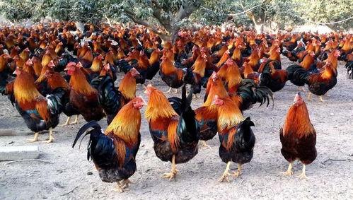 阉鸡吃瓜,瓜田里的欢乐食趣