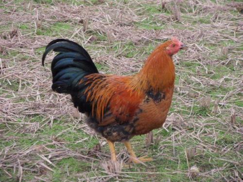 阉鸡吃瓜,瓜田里的欢乐食趣