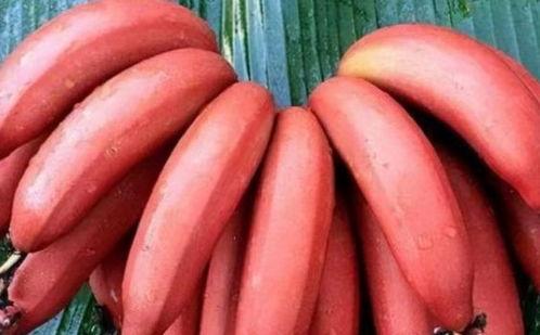 事事顺心 吃瓜,揭秘幸福生活的秘诀