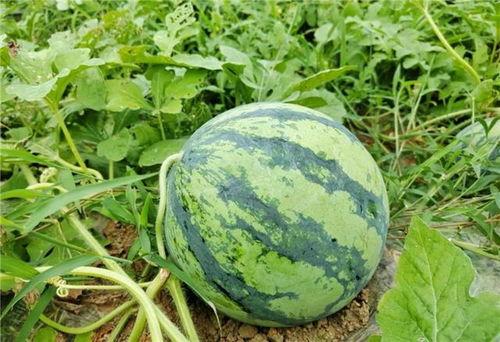 吃瓜去现场,揭秘娱乐圈幕后风云