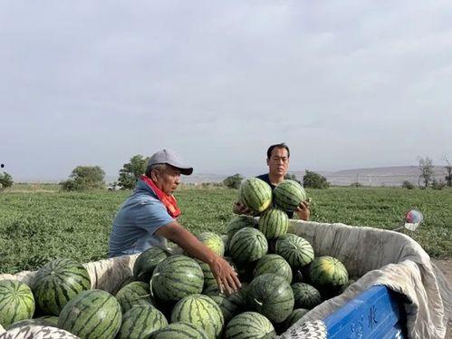 腾蛟吃瓜,揭秘娱乐圈幕后故事