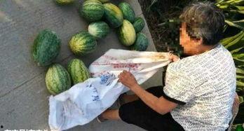 广西交院最近吃瓜,校园“吃瓜”事件掀波澜