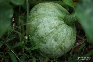 少尘在线吃瓜,揭秘娱乐圈幕后风云