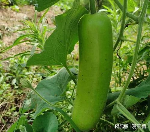 苍里获得瓜怎么吃炒着吃