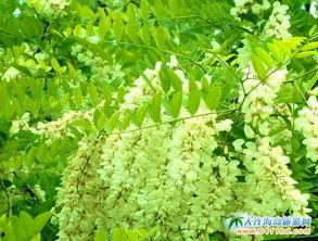 槐瓜可以吃吗,美味还是禁忌？探究可食用槐瓜的秘密