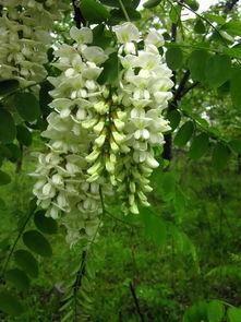 槐瓜可以吃吗,美味还是禁忌？探究可食用槐瓜的秘密