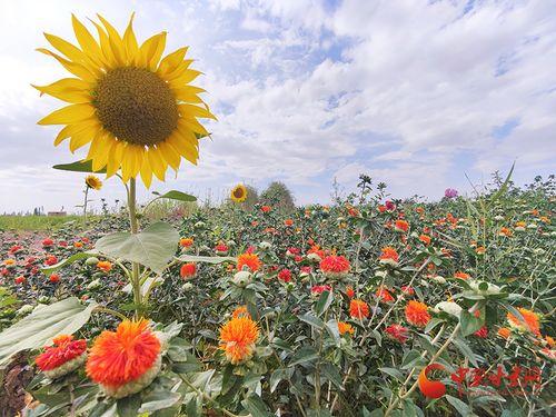 瓜州红花怎么吃,解锁独特风味烹饪秘籍