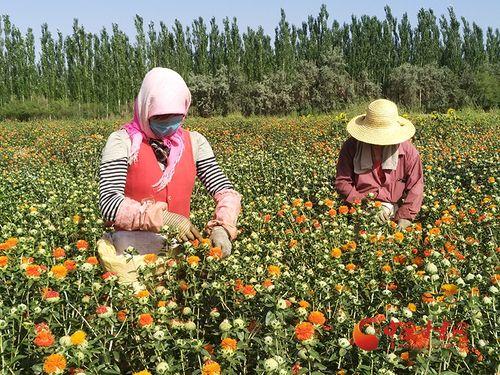 瓜州红花怎么吃,解锁独特风味烹饪秘籍