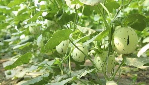 瓜州红花怎么吃,解锁独特风味烹饪秘籍