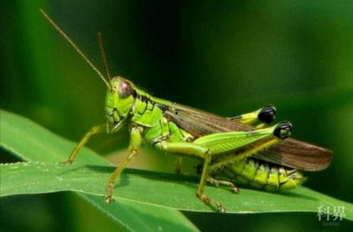 蝗虫吃瓜叶,生态平衡中的自然现象