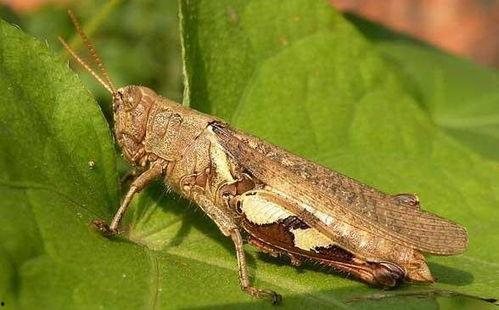 蝗虫吃瓜叶,生态平衡中的自然现象