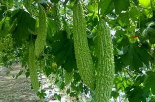 吃瓜小草,揭秘娱乐圈那些不为人知的幕后故事