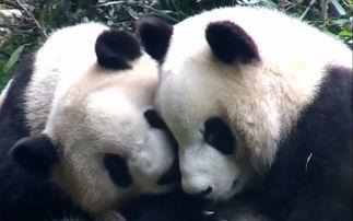 熊猫母子吃瓜,熊猫母子共享夏日甜蜜瓜果时光