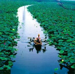 白洋淀吃瓜,一场别开生面的吃瓜盛宴