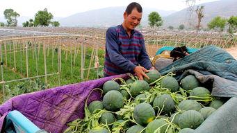 镇长吃瓜,一场意外的舆论风暴