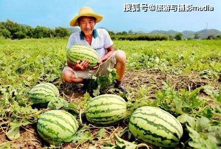 建设路吃瓜,瓜田里的市井百态