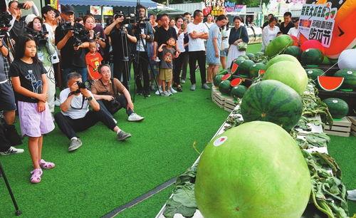 吃瓜大赛场,吃瓜大赛场精彩瞬间大盘点