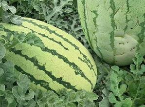 教你如何花式吃瓜,教你花式吃瓜，解锁夏日清凉新姿势