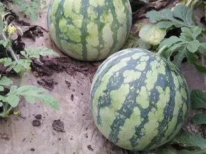 吃瓜比赛卖西瓜,吃瓜大赛，西瓜盛宴一触即发！