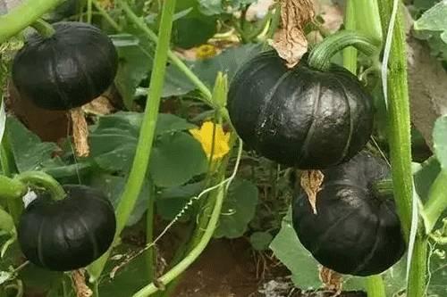 贝贝瓜被虫吃,一场瓜农的守护战