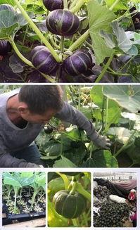 贝贝瓜被虫吃,一场瓜农的守护战