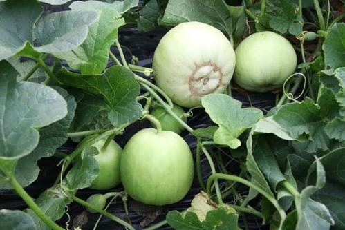 沙陇吃瓜,夏日里的清凉盛宴