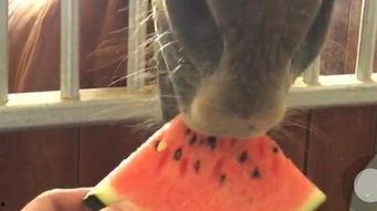 马王吃瓜,揭秘宫廷秘闻背后的宫廷美食传奇