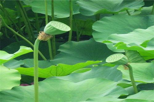 草吃瓜的教程,轻松掌握植物营养吸收技巧