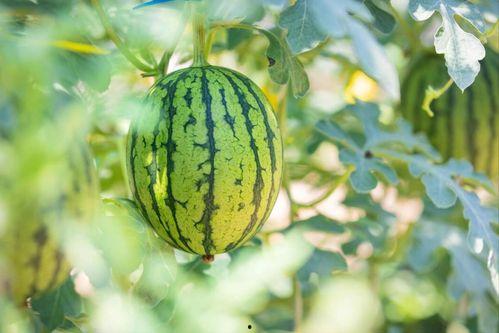 网文圈的瓜在哪吃,揭秘“瓜在哪吃”的神秘之地