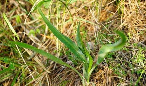 兔儿瓜叶怎么吃,兔儿瓜叶的多样食用方法探索