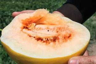 糖人吃蜜瓜,甜蜜邂逅，尽享夏日清凉