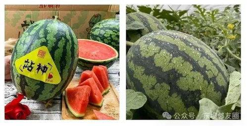 吃瓜发顺丰,顺丰带你领略新鲜资讯