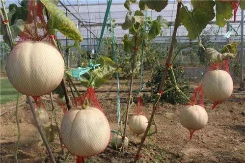 湾湾女神吃瓜,揭秘娱乐圈幕后真相
