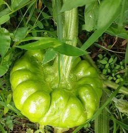 痛风吃姜柄瓜,姜柄瓜助力缓解痛风不适